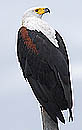 African Fish Eagle Chobe